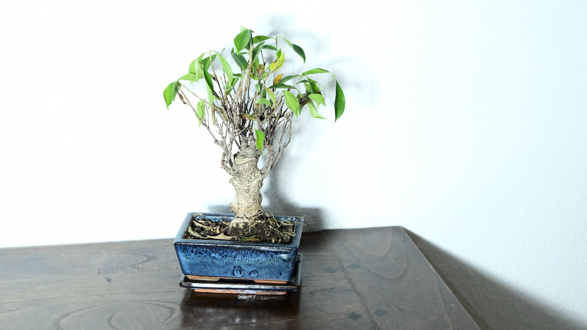 Bonsai decorando una habitación estilo oriental